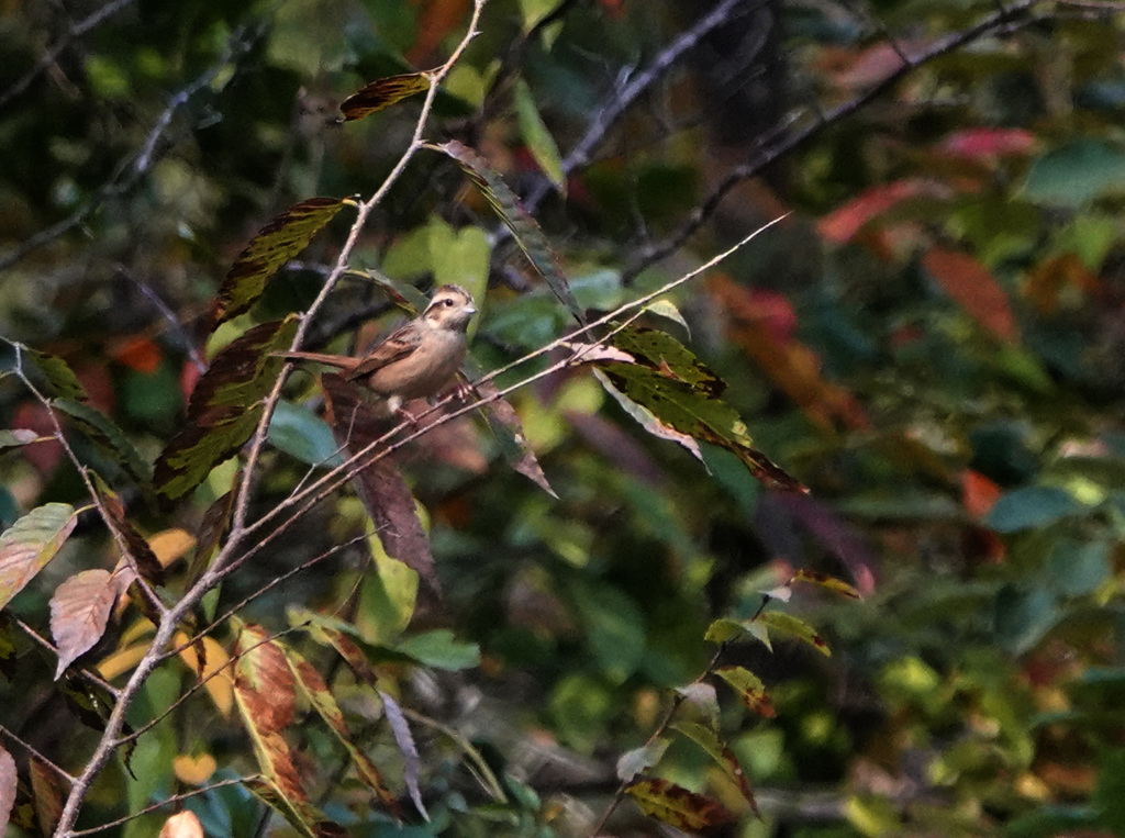 近所の公園、カシラダカ