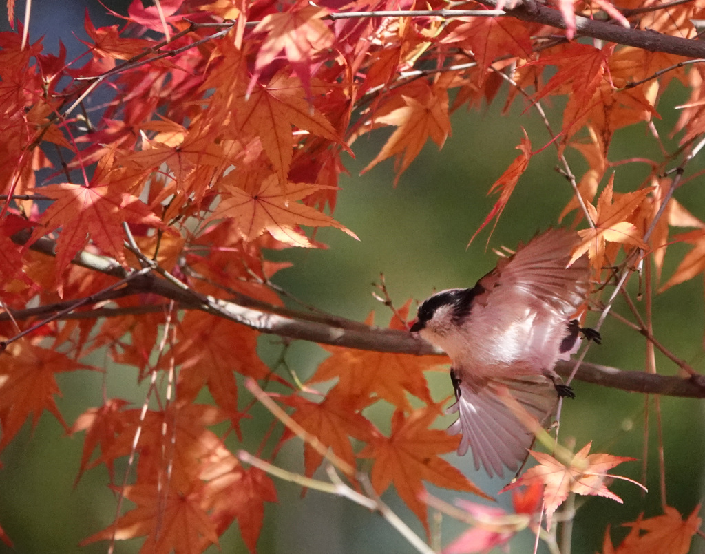 エナガ紅葉