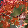 エナガ紅葉