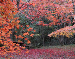 紅色絨毯