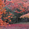 紅色絨毯