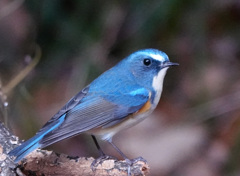 青い鳥