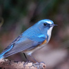青い鳥