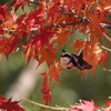 エナガ紅葉ー2