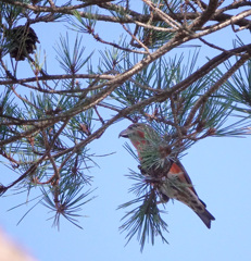 おぼろの鳥影