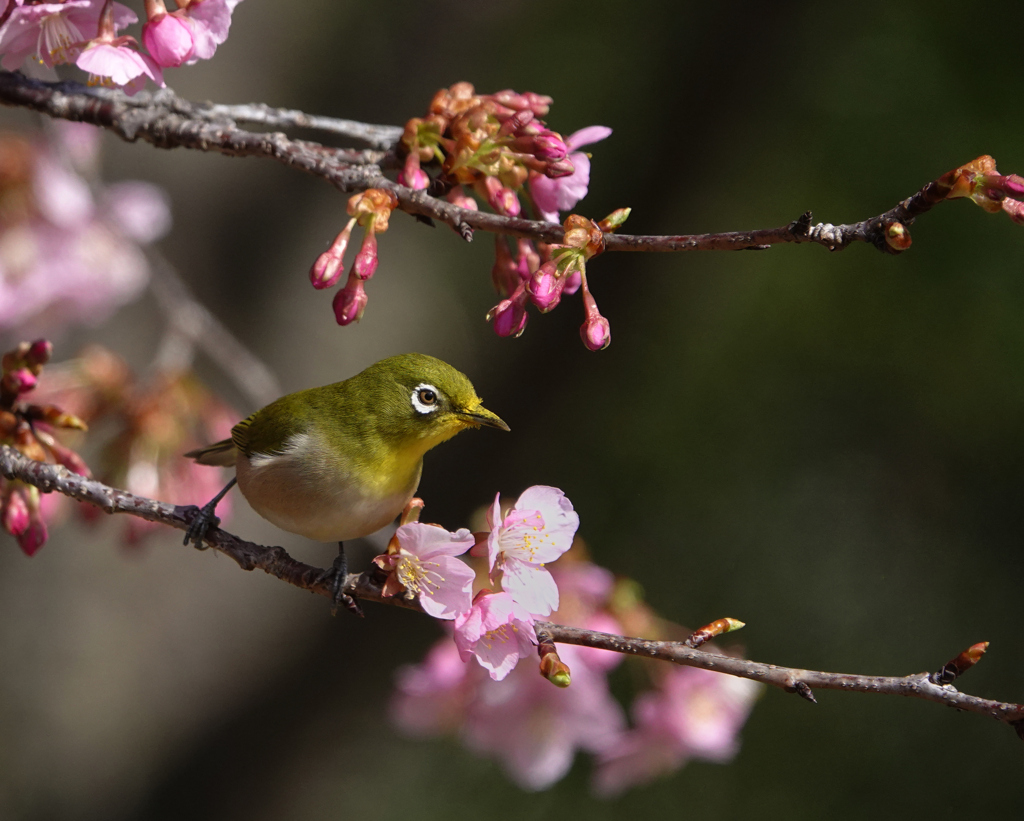 桜ジローの季節ー2