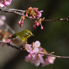 桜ジローの季節ー2