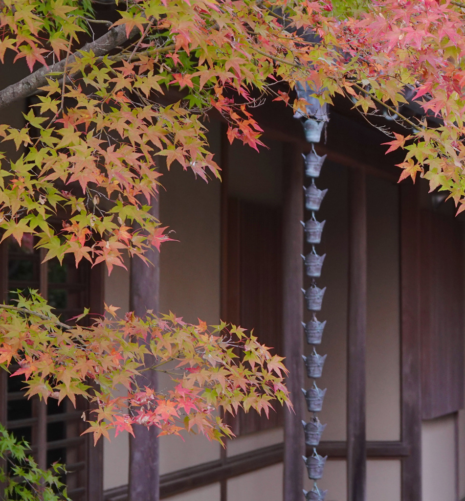 中庭に紅葉