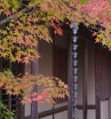 中庭に紅葉