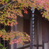 中庭に紅葉