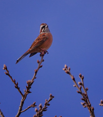 ホウジロ