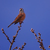 ホウジロ