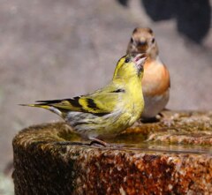 競合アトリ 、マヒワ