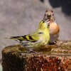 競合アトリ 、マヒワ