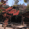キャンプ場の紅葉