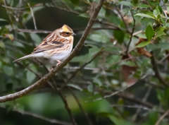 ミヤマ♀