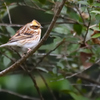 ミヤマ♀