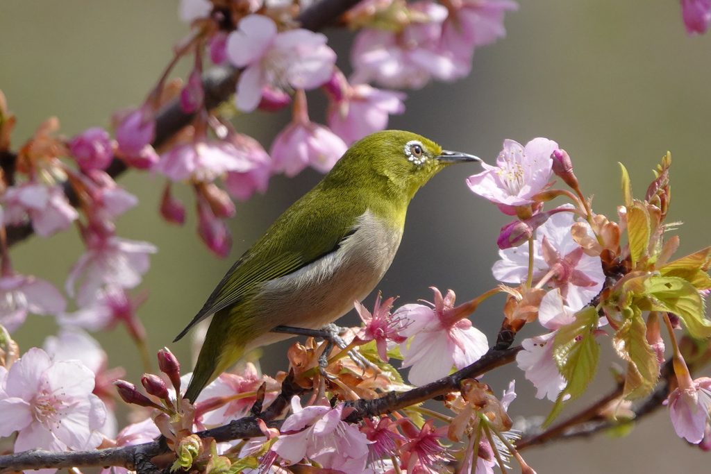 桜とメジロ