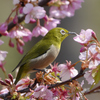 桜とメジロ