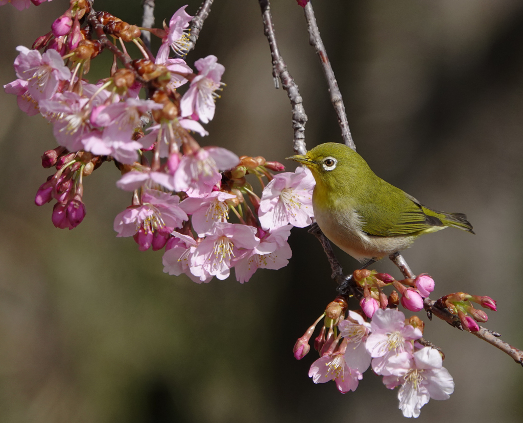 桜ジローの季節ー4