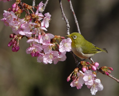 桜ジローの季節ー4