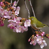 桜ジローの季節ー4