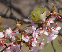 _満開、河津桜