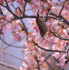 桜ジロー（2）