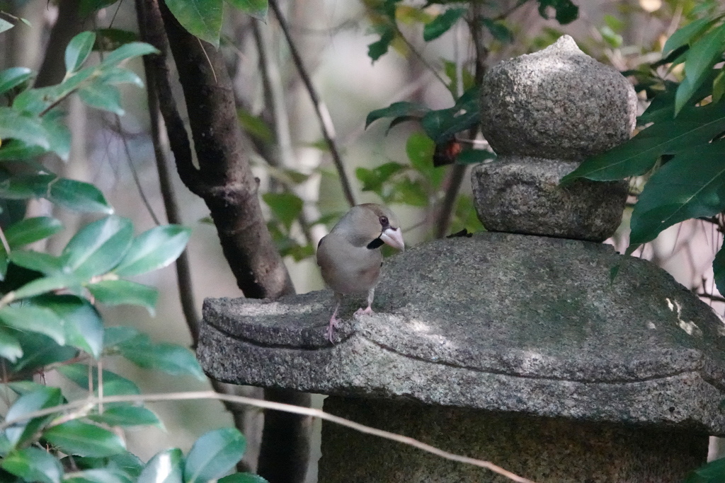 シメと石塔