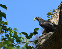 初見(謎の鳥)ホトトギス?