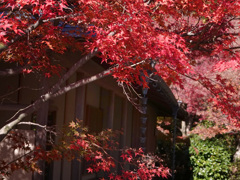 庭園紅葉