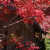 庭園紅葉