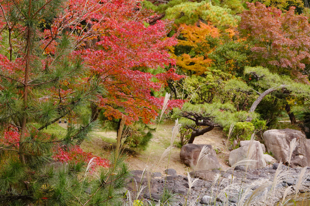 庭園紅葉