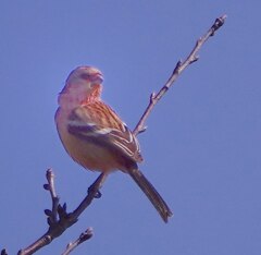 ベニマシコの空