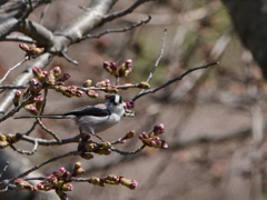 エナガと桜