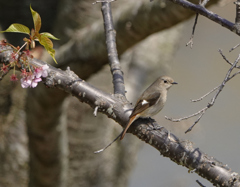 はにかむジョウビ♀