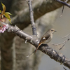 はにかむジョウビ♀