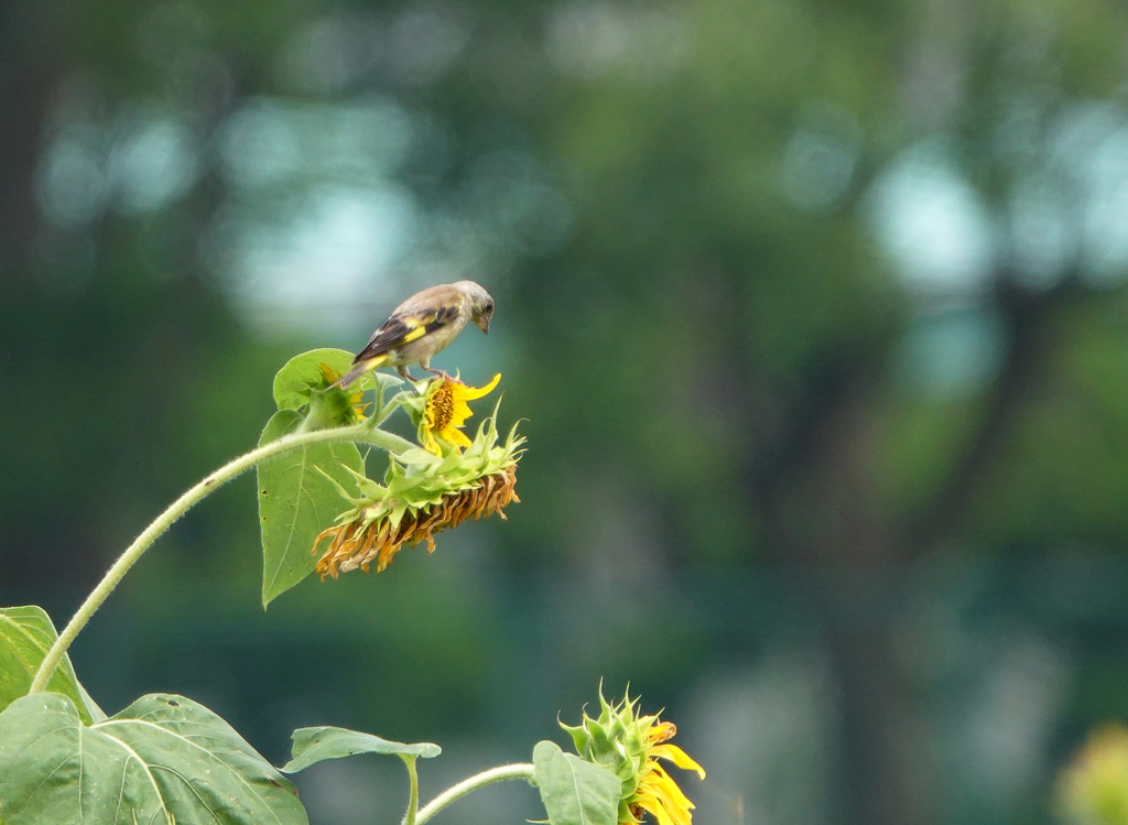近所の公園ひまわり