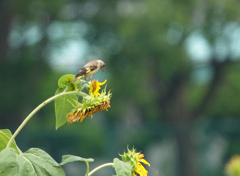 近所の公園ひまわり