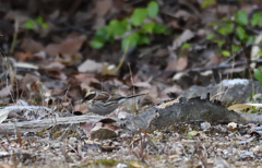 ミヤマ♀