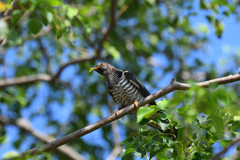 謎の鳥、ホトトギス?