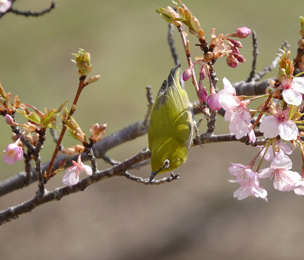 河津桜とメジロ
