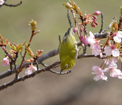 河津桜とメジロ