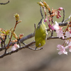河津桜とメジロ