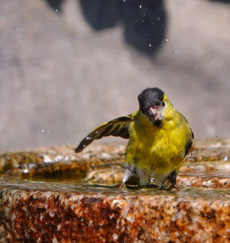 水浴びマヒワ