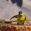 水浴びマヒワ