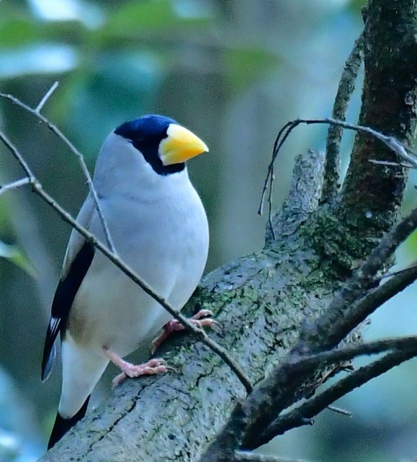 イカル