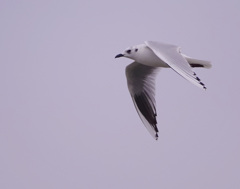 カモメが飛んだ