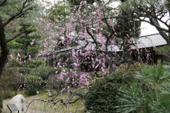 梅と茶屋