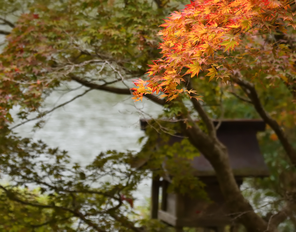 紅色始まり